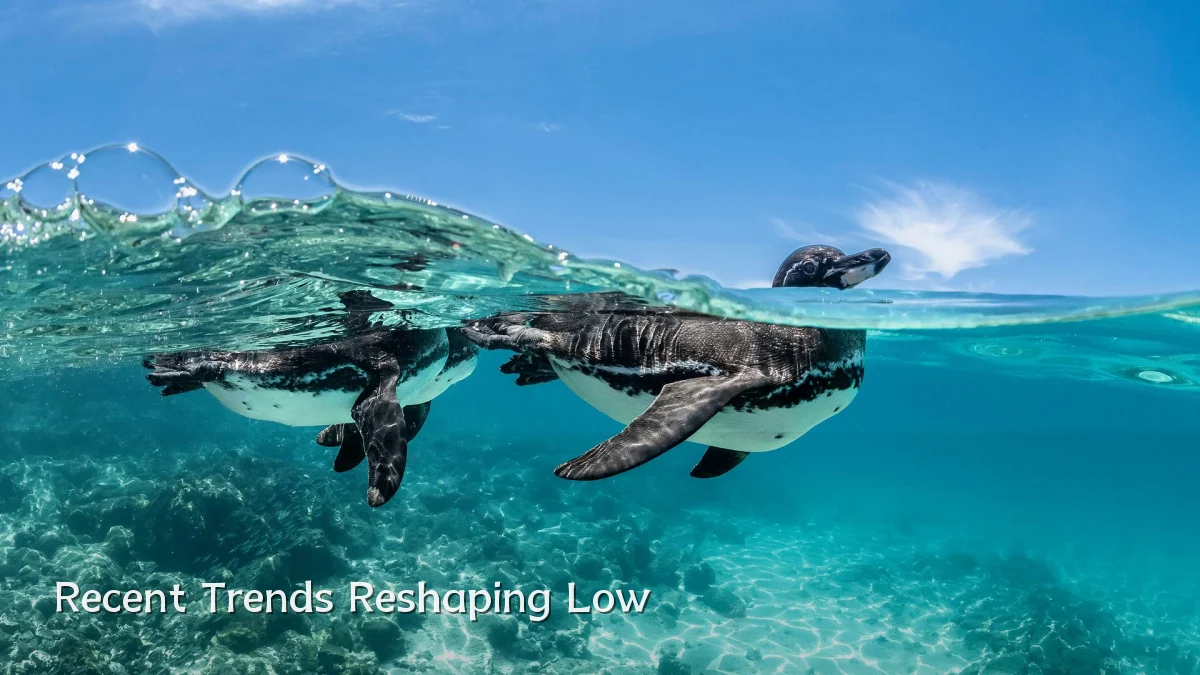 Recent Trends Reshaping Low